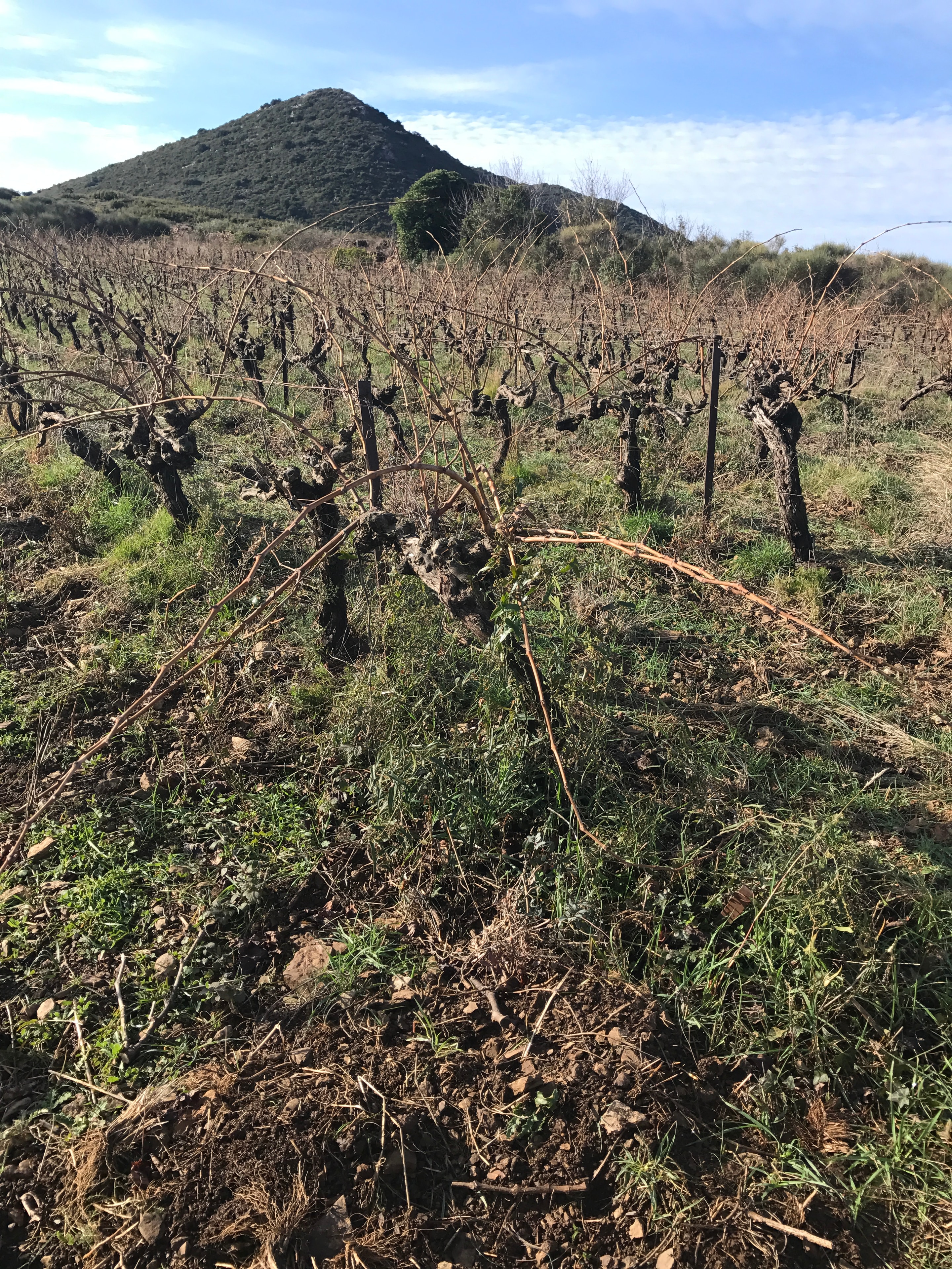Wine country landscape