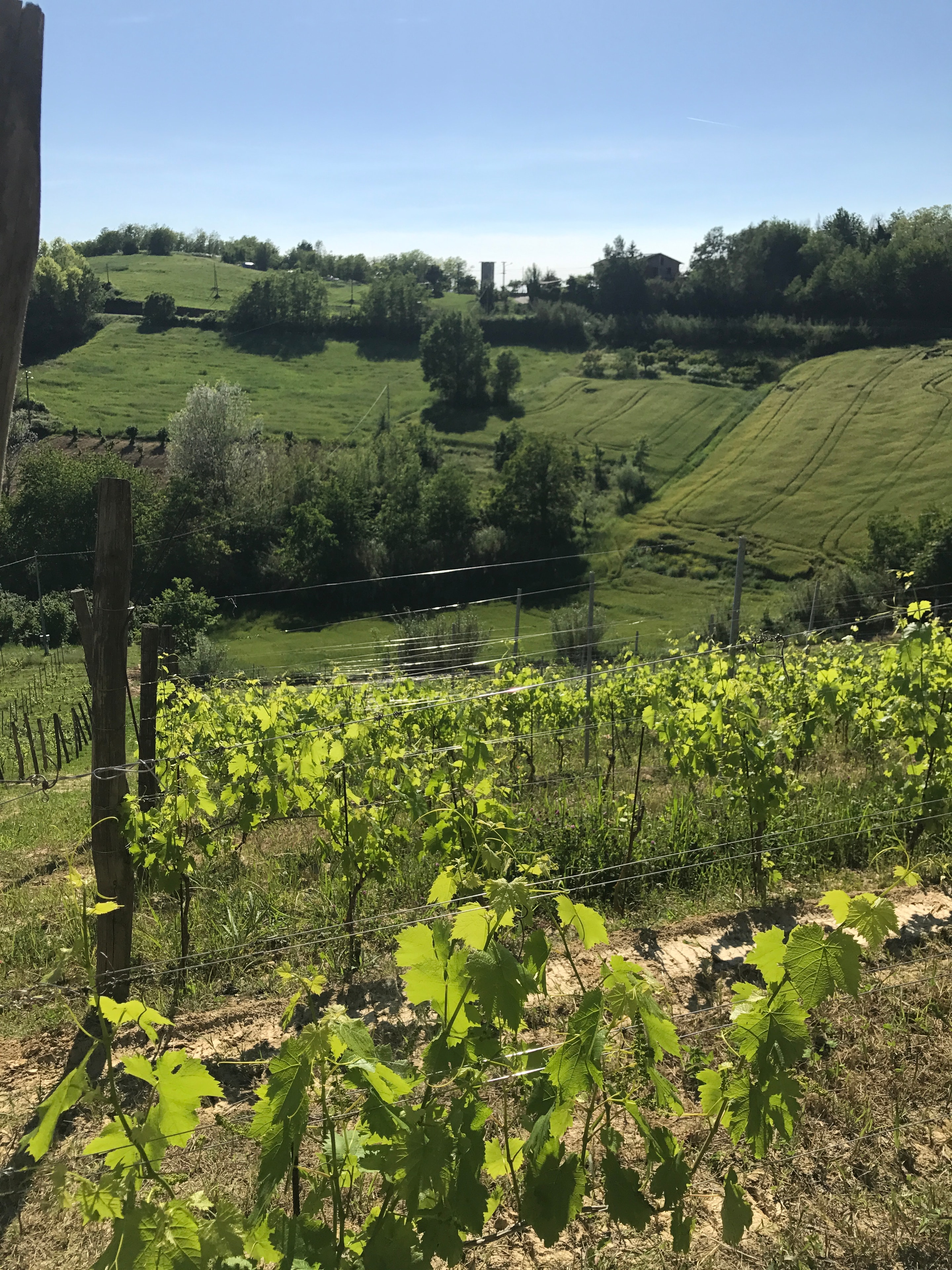Vineyard photograph
