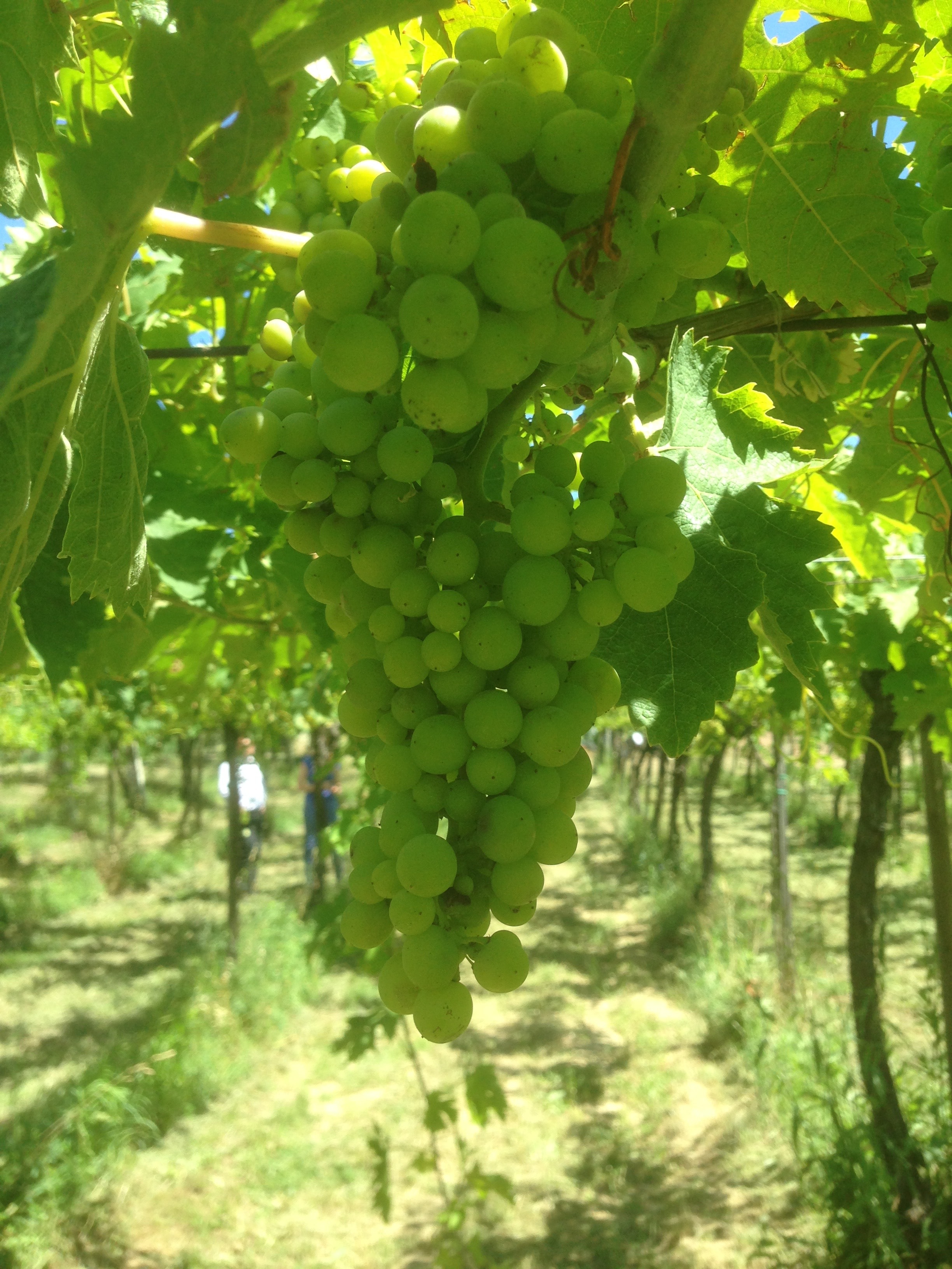 Vineyard photograph