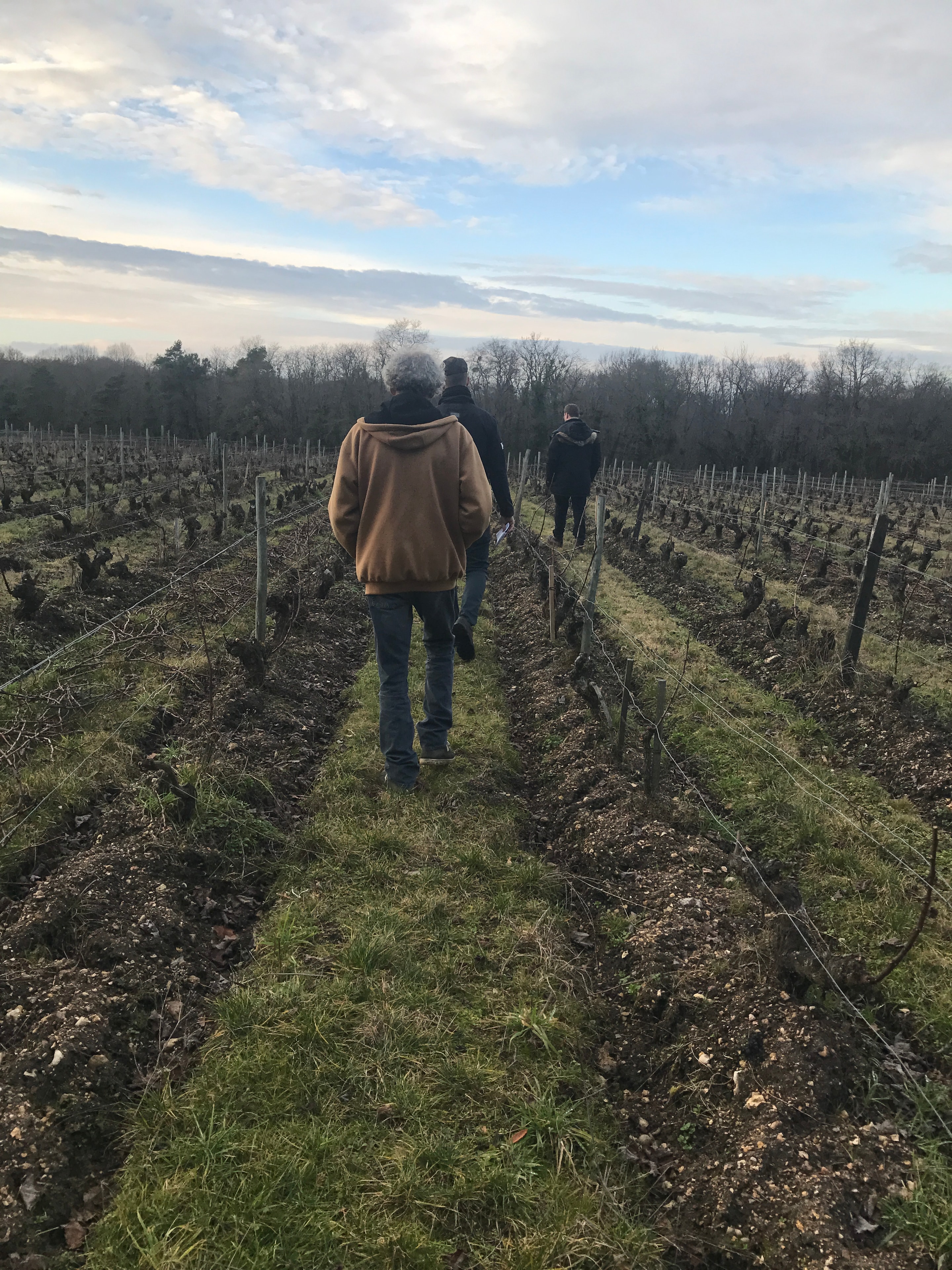 Vineyard photograph