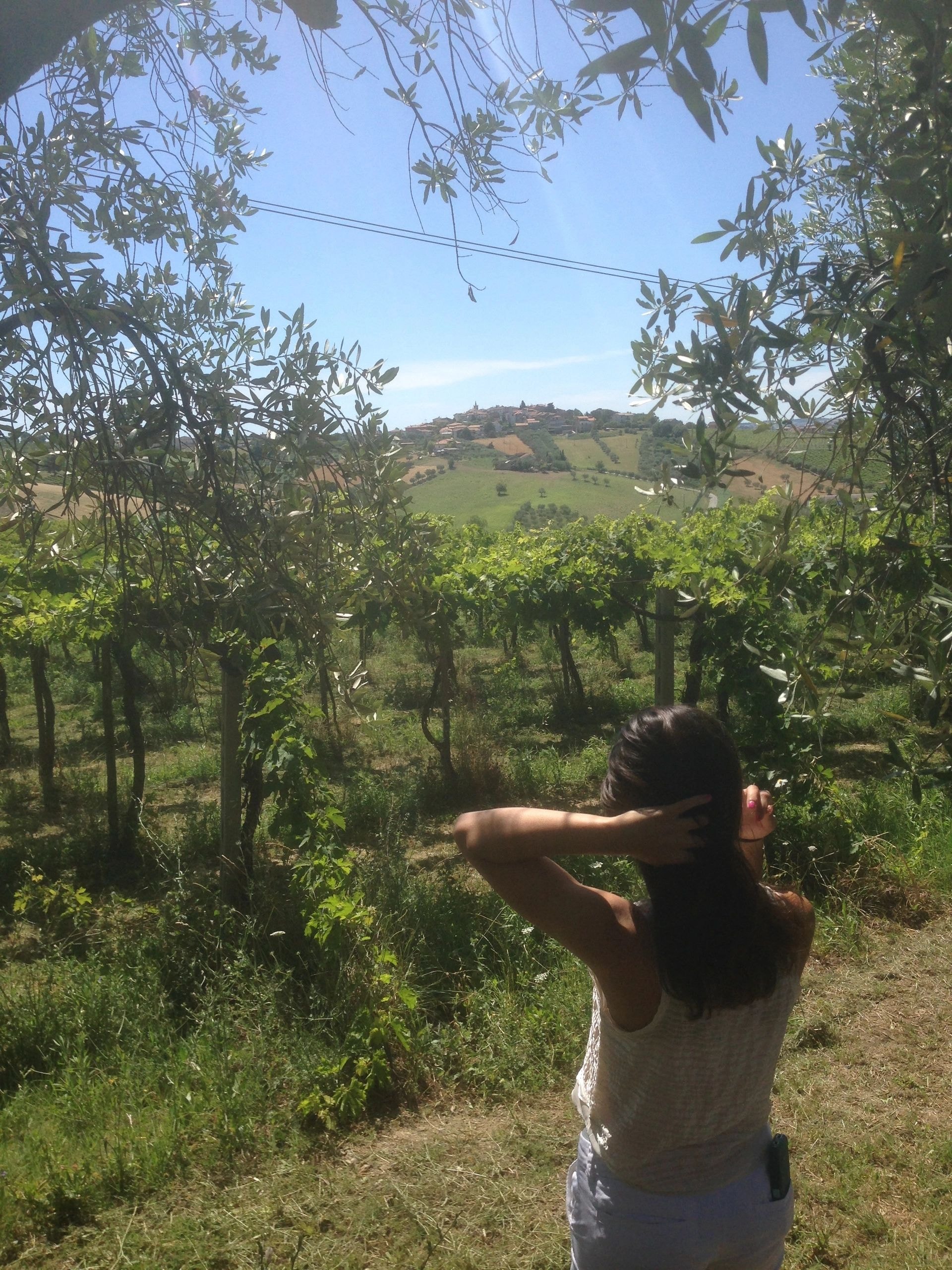 Vineyard rows at harvest