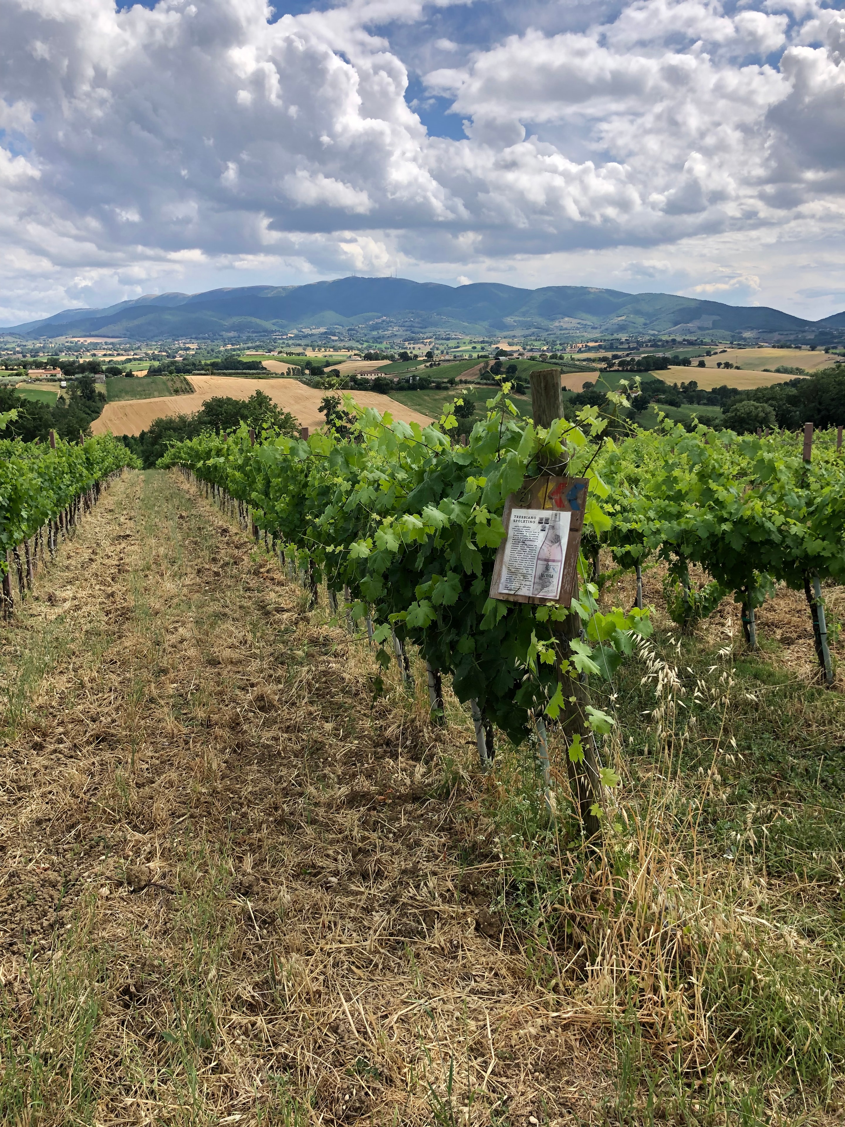 Vineyard scene