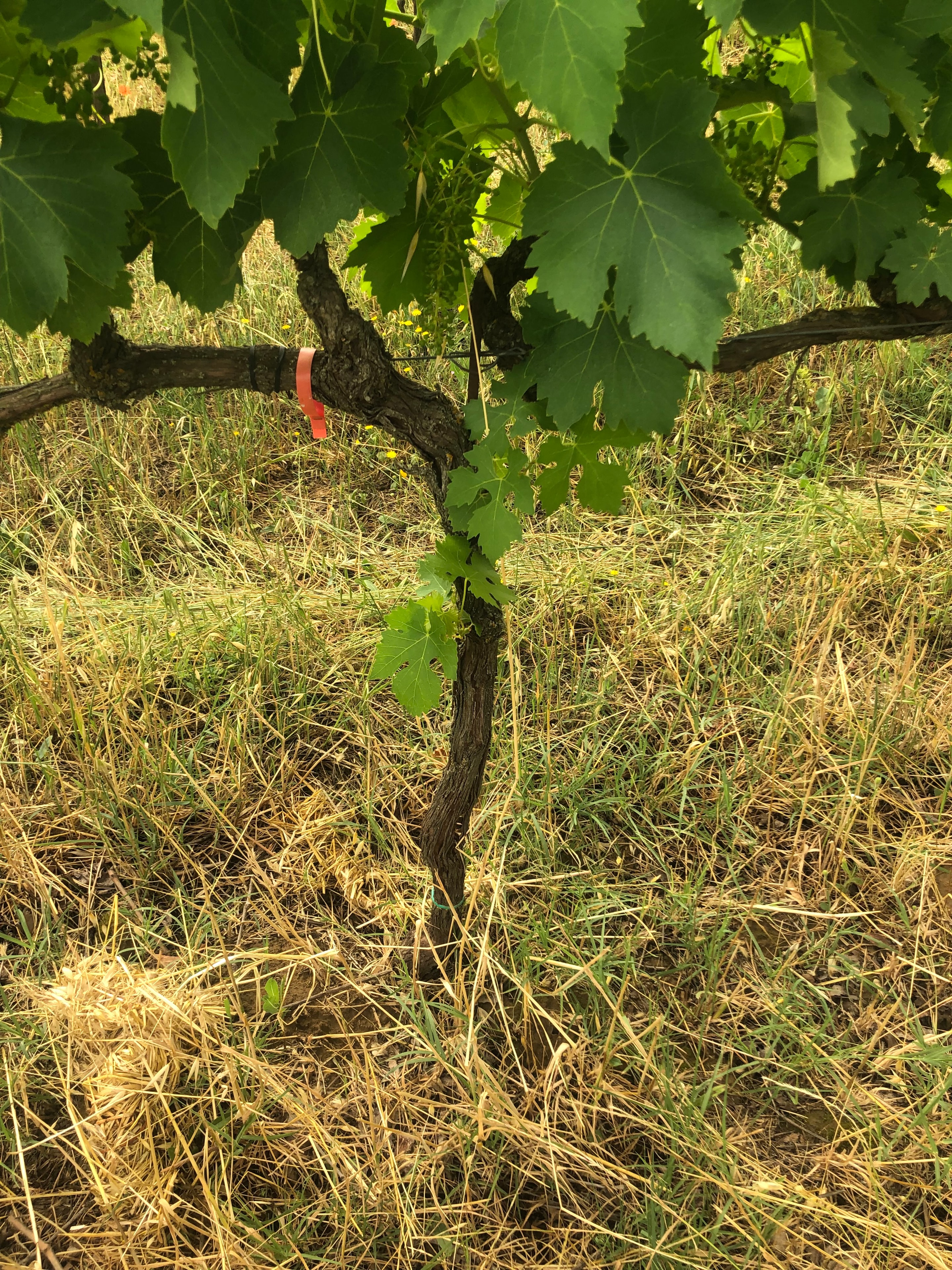 Winery visit