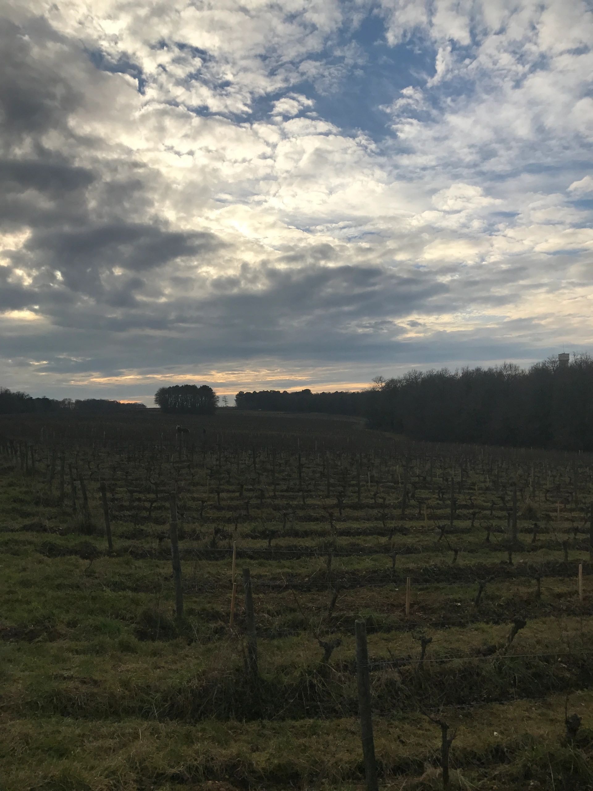 Vineyard landscape